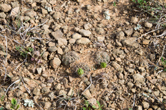 Lobivia arachnacantha