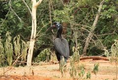 Bucorvus abyssinicus