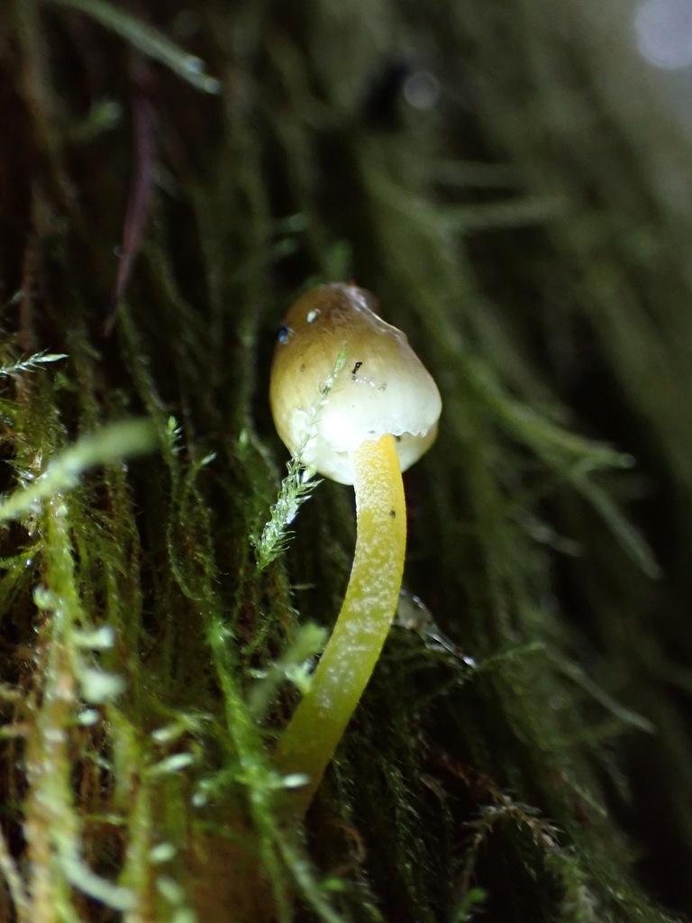 Mycena epipterygia · February 2026 · photo: © enspring (iNaturalist, cc0)