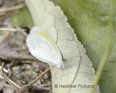 Eurema priddyi