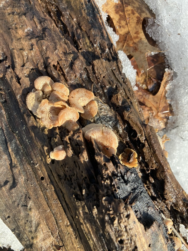 Panellus stipticus · February 2026 · photo: © preventthetoast (iNaturalist, cc-by)