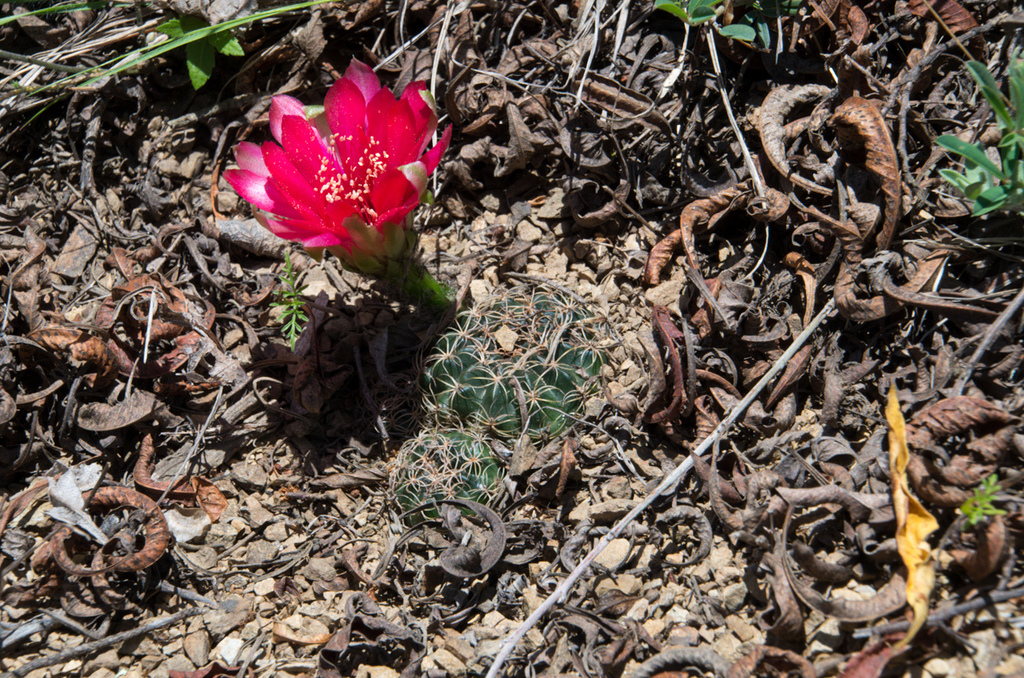 Lobivia arachnacantha
