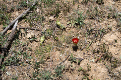 Lobivia arachnacantha