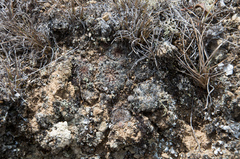 Lobivia arachnacantha