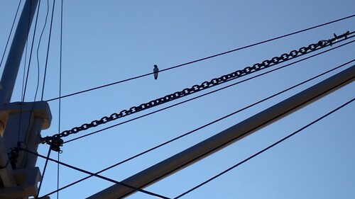 Artamus leucorhynchos