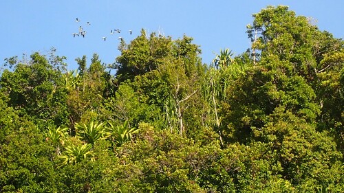 Pied Imperial Pigeon (Ducula bicolor), photo 2