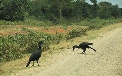 Bucorvus abyssinicus