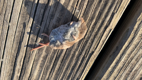 Masked Shrew observed by worldexplorer6