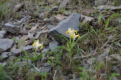 Iris orchioides