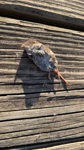 Masked Shrew observed by worldexplorer5