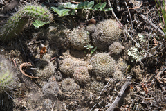 Lobivia arachnacantha