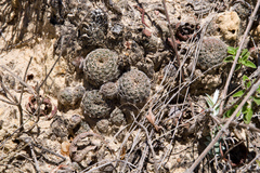 Lobivia arachnacantha