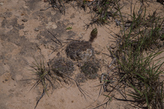 Lobivia arachnacantha