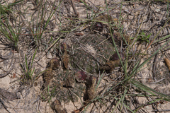 Lobivia arachnacantha