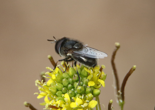 Unknown species found near Home, Town of Cochiti Lake, Sandoval County, NM, USA