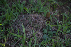 Lobivia arachnacantha