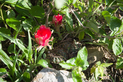 Lobivia arachnacantha