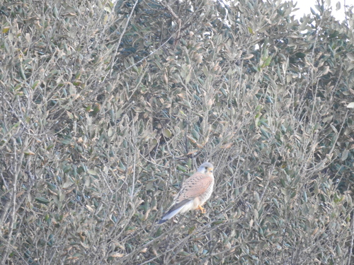 Turmfalke