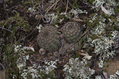 Lobivia arachnacantha
