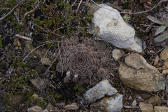 Lobivia arachnacantha