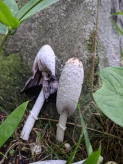 ササクレヒトヨタケ
