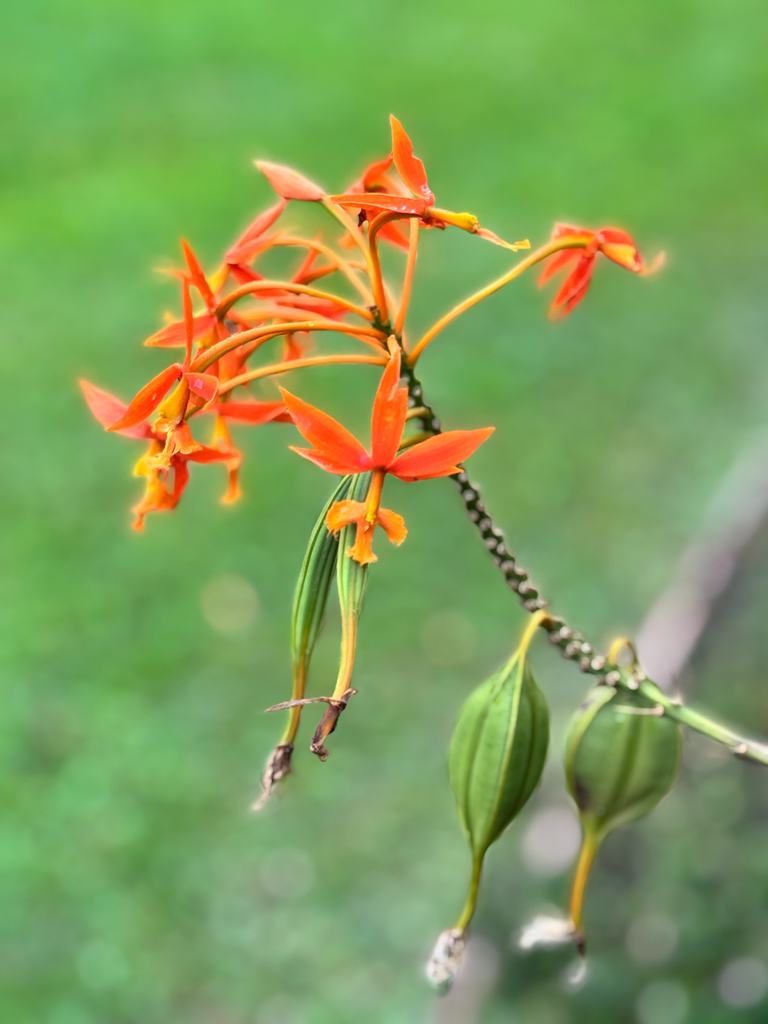 Epidendrum macrocarpum Rich.