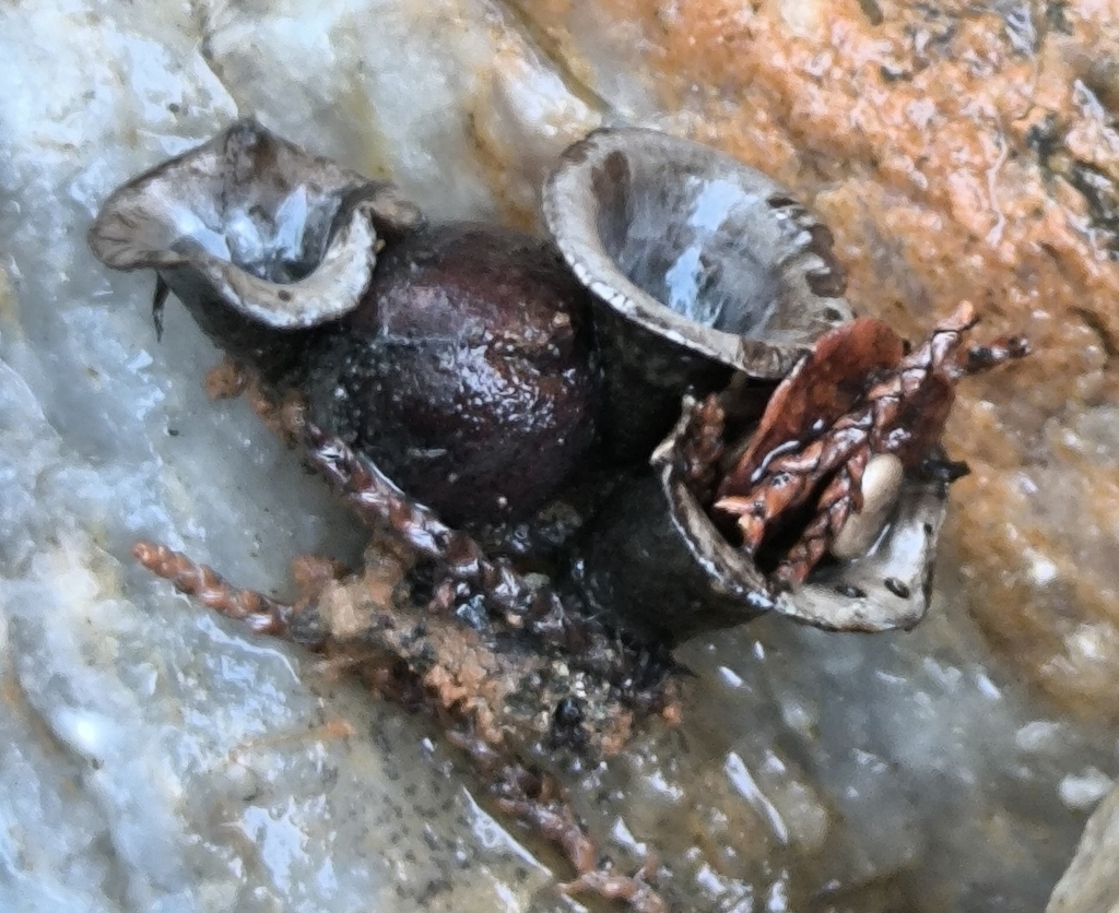 Cyathus olla · February 2026 · photo: © meaglinumut (iNaturalist, cc-by)