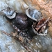Kuş Yuvası Mantarı (Cyathus olla)