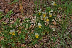 Viola arvensis