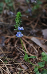 Veronica chamaedrys