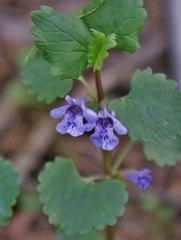 Glechoma hederacea