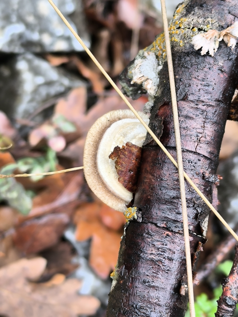 Trametes hirsuta · February 2026 · photo: © meaglinumut (iNaturalist, cc-by)