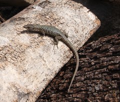 Archaeolacerta bedriagae