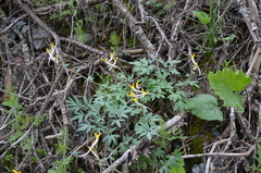 Corydalis ainae