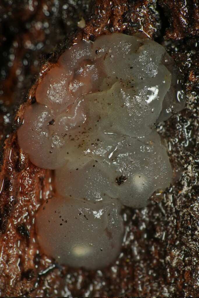 Myxarium nucleatum · February 2026 · photo: © lnlcflx (iNaturalist, cc-by)