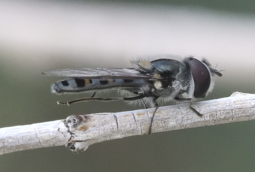 Unknown species found near Riverside County, CA, USA