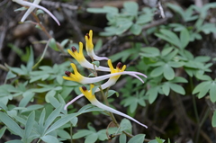Corydalis ainae