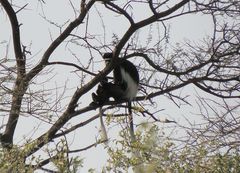 Colobus guereza