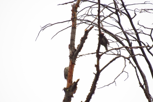 Striped Woodpecker (Veniliornis lignarius), photo 7
