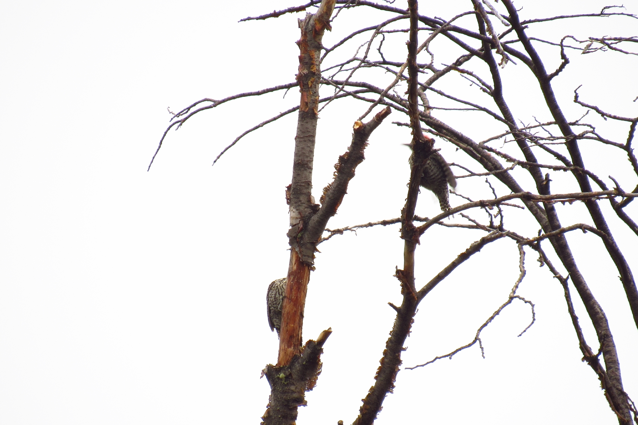 Striped Woodpecker (Veniliornis lignarius), photo 7