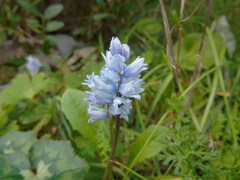 Bellevalia hyacinthoides