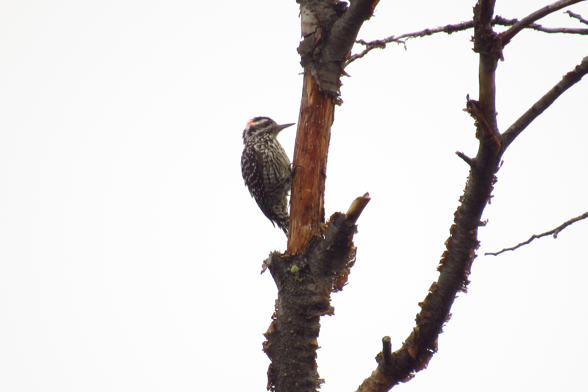 Striped Woodpecker (Veniliornis lignarius), photo 8