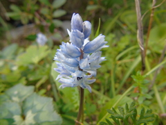 Bellevalia hyacinthoides