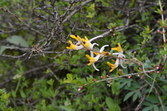 Corydalis ainae