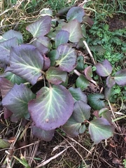 Bergenia crassifolia