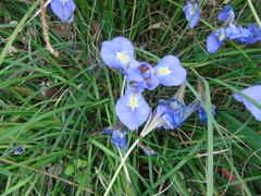 Iris unguicularis
