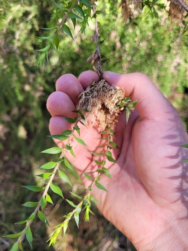 Prickly-Leaf Teatree (Melaleuca styphelioides)