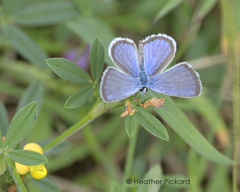 Hemiargus ceraunus