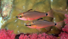 False Ear-Spot Cardinalfish photo 2