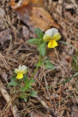 Viola arvensis
